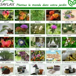 SAFLAX - Mûrier blanc - 200 graines - morus alba