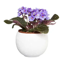 Saintpaulia : plante Ø12cm petit modèle pot