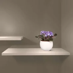 Saintpaulia : plante Ø12cm petit modèle pot