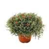 Santoline décorée Pot D15/16cm