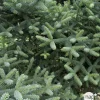 Sapin d'Andalousie pinsapo Glauca 30/40 : pot de 3 litres