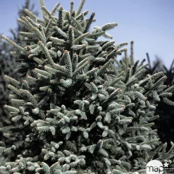 Sapin d'Andalousie pinsapo Aurea 40/50 : pot de 5 litres