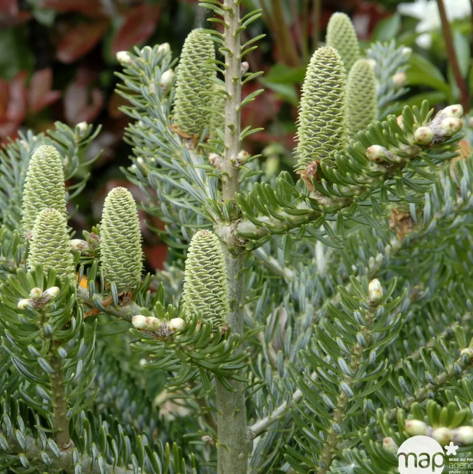 Sapin de Corée koreana Silberlocke 30/40 : pot de 3 litres