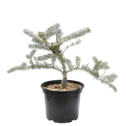 Sapin de Corée koreana Silberlocke 30/40 : pot de 3 litres