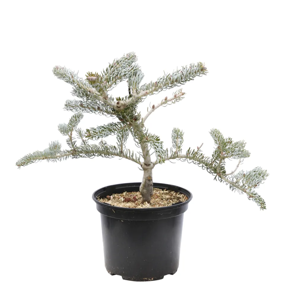 Sapin de Corée koreana Silberlocke 30/40 : pot de 3 litres