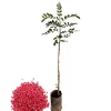 Schinus terebinthifolius - poivrier ( poivre rose) - pot de 4 litres - 70/100 cm
