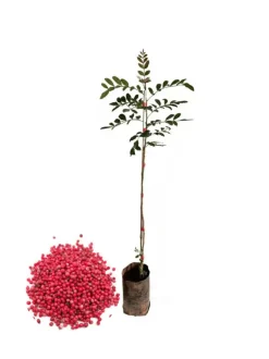 Schinus terebinthifolius - poivrier ( poivre rose) - pot de 4 litres - 70/100 cm