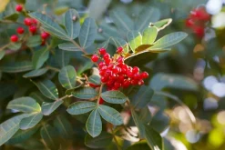 Schinus terebinthifolius - poivrier ( poivre rose) - pot de 4 litres - 70/100 cm