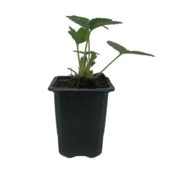 SERRES DESRUMAUX - 3 plants fraisier mara des bois motte 7 cm