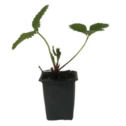 SERRES DESRUMAUX - 3 plants fraisiers charlotte motte 7 cm