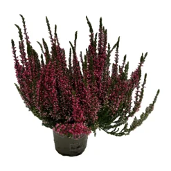 SERRES DESRUMAUX - Bruyere calluna garden girls rose pot 10.5cm