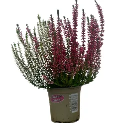 SERRES DESRUMAUX - Bruyere calluna bicolore garden girls p10cm