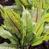SERRES DESRUMAUX - Plant oseille sanguine pot 1l
