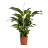 Spathiphyllum 'Sweet Lauretta', taille M : pot D.24cm