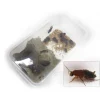 STOFFELS - Blattes pour alimentation reptiles, taille L, 10 pièces