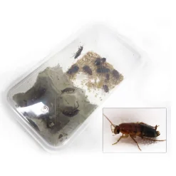 STOFFELS - Blattes pour alimentation reptiles, taille M, 12 pièces