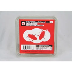 STOFFELS - Blattes pour alimentation reptiles, taille M, 12 pièces