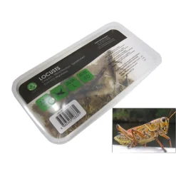 STOFFELS - Criquets adultes pour alimentation reptiles : 10 pièces
