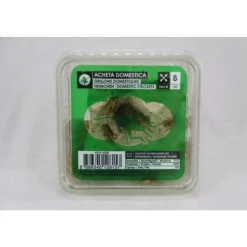 STOFFELS - Grillons domestiques reptiles, taille L, 30/35 pièces