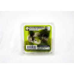 STOFFELS - Grillons noirs alimentation reptiles, taille M, environ 40 pièces