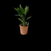 Strelitzia reginae - oiseau de paradis h-70/80cm