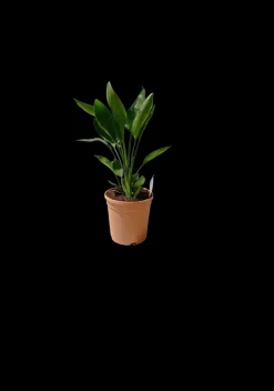 Strelitzia reginae - oiseau de paradis h-70/80cm