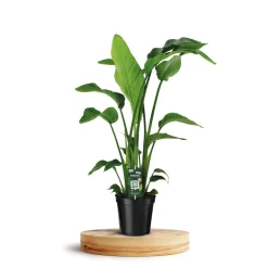 Strelizia 'Nicolai' : 3 pieds - pot de D.19 cm - H.90 cm