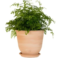 TERRABLANCA - Pot Campana en terre cuite claire Ø 30 x H. 28 cm