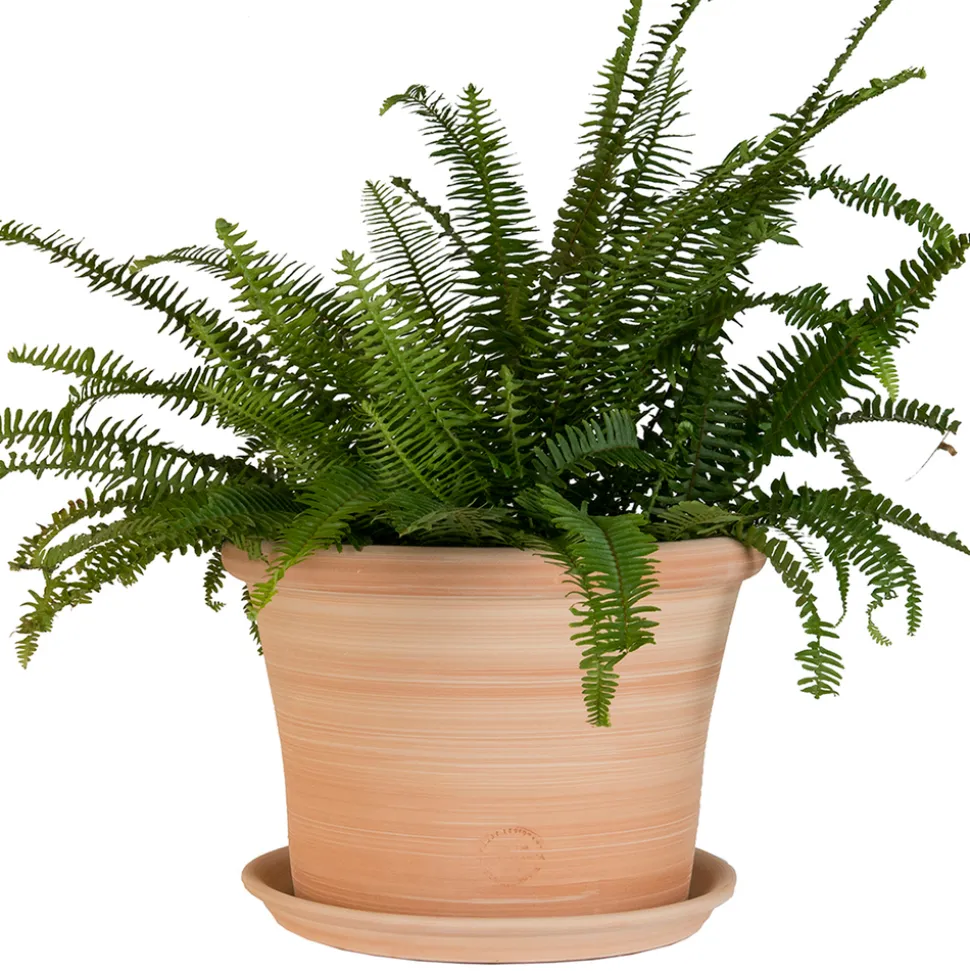 TERRABLANCA - Pot Cocio Liso, en terre cuite claire Ø 24 x H. 19 cm