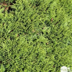 Thuya occidentalis 'Danica': pot 4,5 litres