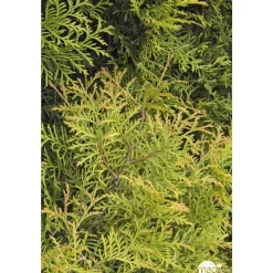 Thuya occidentalis Rheingold, H : 30/40 cm, ctr 4L