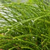 Thuya plicata 'Whipcord' Pot 3L