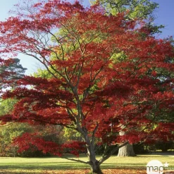 TRUFFAUT - Acer japonicum : touffe, ctr 3 L - Variétés variables