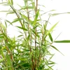 TRUFFAUT - Bambou non-traçant fargesia scabrida 'Asian Wonder': pot de 30 litres