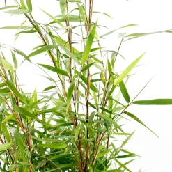 TRUFFAUT - Bambou non-traçant fargesia scabrida 'Asian Wonder': pot de 12 litres