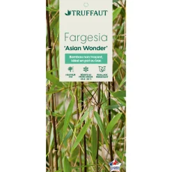 TRUFFAUT - Bambou non-traçant fargesia scabrida 'Asian Wonder': pot de 24 litres
