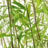 TRUFFAUT - Bambou non-traçant fargesia nitida 'Red Dragon': pot de 5 litres