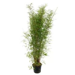 TRUFFAUT - Bambou non-traçant fargesia angustissima - pot de 5 L