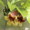 TRUFFAUT - Bignonia capreolata Truffaut : C6L
