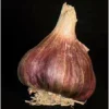 TRUFFAUT - Bulbes d'Ail Germidour +60 en filet de 500g