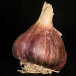 TRUFFAUT - Bulbes d'Ail Germidour +60 en filet de 500g
