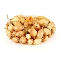 TRUFFAUT - Bulbes d'oignons 'Sturon' en filet - 250 g