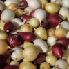 TRUFFAUT - Bulbes d'oignons mixtes en filet - 500g
