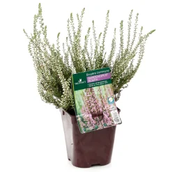 TRUFFAUT - Calluna vulgaris 'Rosita':conteneur 1 litre