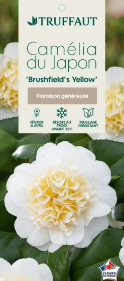 TRUFFAUT - Camellia brushfields Yellow : H.40/50cm 3L