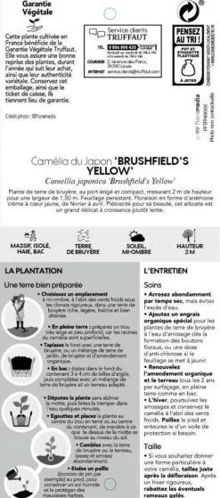 TRUFFAUT - Camellia brushfields Yellow : H.40/50cm 3L