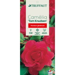 TRUFFAUT - Camellia japonica 'Tom Knudsen ': H. 40/50 cm ctr 3L