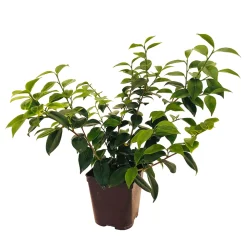 TRUFFAUT - Camellia japonica 'Roger Hall ': H. 40/50 cm ctr 3L