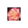 TRUFFAUT - Camellia 'Margaret Davis', H 40/50 cm, contneur 3 Litres