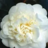 TRUFFAUT - Camellia 'Nobilissima' : H 40/50 cm, ctr 3 Litres